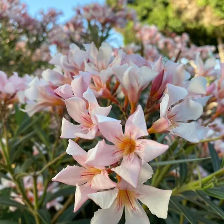 公寓 Numancia1- 3b 大加那利岛拉斯帕尔马斯