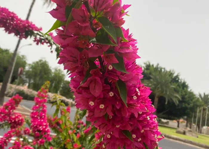 Numancia1- 3b * Las Palmas de Gran Canaria