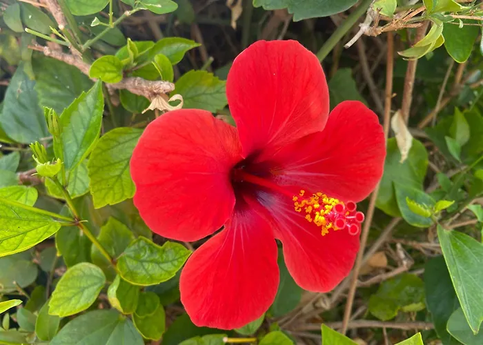 Apartament Numancia1- 3b *