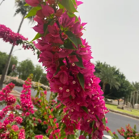 Numancia1- 3b * ラスパルマス・デ・グランカナリア