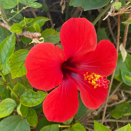 Apartmán Numancia1- 3b *